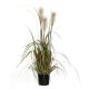 Mica Decorations - Pluimgras Foxtail - In plastic pot